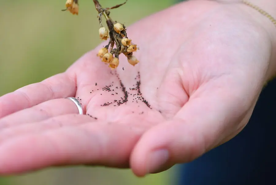 Auf dem Bild zu sehen ist eine Hand mit Samen.