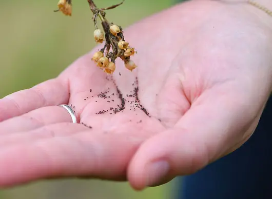 Regionales Saatgut Auf dem Bild zu sehen ist eine Hand mit Samen.
