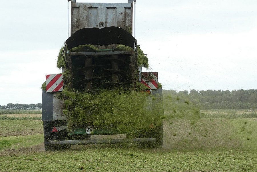 Ein Schlepper fährt mit einem Miststreuer. Der Miststreuer ist von hinten zu sehen. Er schleudert geschnittenes Gras auf eine braune Fläche. Der Seitenwind verweht die Grasschnipsel seitlich.